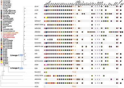 Crucial Role of the Accessory Genome in the Evolutionary Trajectory of Acinetobacter baumannii Global Clone 1